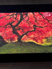 Tree of Life Signed Limited Edition by Peter Lik-Master Photographer