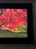 Tree of Life Signed Limited Edition by Peter Lik-Master Photographer